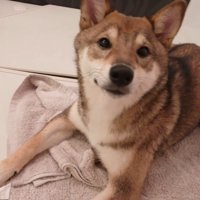 おはぎちゃんもフタの上へ