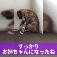 子犬を前足で抱き寄せる大型犬