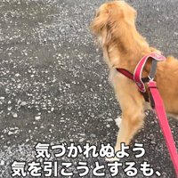 じっとその方向を見つめている犬