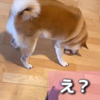 女の子も泣き止んだ！