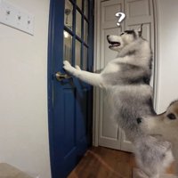 犬たちだけにしてみたら