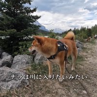 「川に入って遊びたいな～」