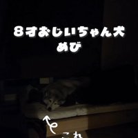 おじいちゃん犬のいる部屋のドアを開ける飼い主