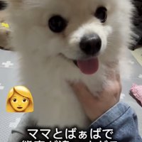 ポメラニアンスマイル！！