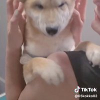 両手でほほを包まれる犬