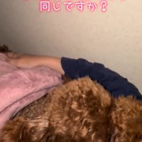 飼い主の右腕と体の間で眠る茶色い犬