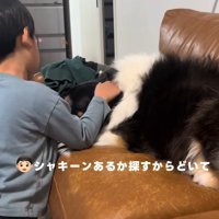 レアちゃんの下にあるはず