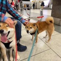 ナラちゃん＆ソラくんとママの再会6