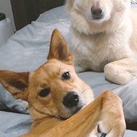 ひばち君＆つづら君