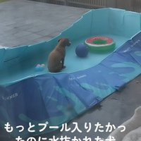 水を抜いた後もプールから出てきません