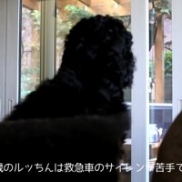 サイレンが鳴った時のルークくん