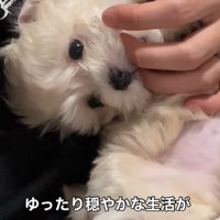 飼い主の指にじゃれつく子犬