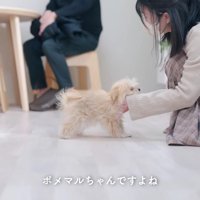 毛が伸びてボサボサに…
