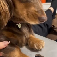 遠くを見つめる犬