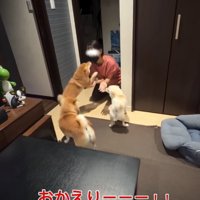 女の子に飛びつく犬2