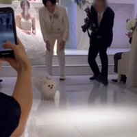 Uターンする犬