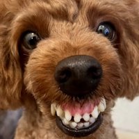 歯茎モンスターのえるもくん1