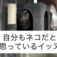 ハウスの中から見上げる猫