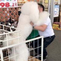 もふもふの犬