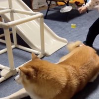 ごろりんっ