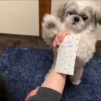 てんぽさんにおもちゃが届いたら2