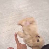 芸を披露するみるくちゃん6