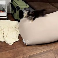 クッションの上を走るきびくん