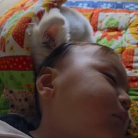 寄り添って眠る小型犬と赤ちゃん