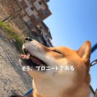 飼い主に抱きかかえられてブランコに乗る犬