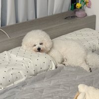 まくら