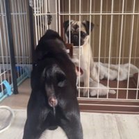 おはぎちゃん＆ちまき君の脱走劇