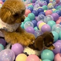 妹犬の背中に乗っている兄犬