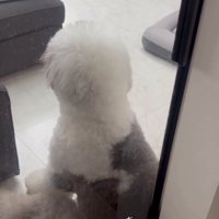 子どものようなポン太くん
