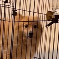 ハピちゃん