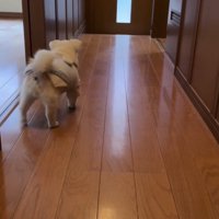 何もない廊下で振り返る犬