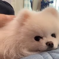 布団の上で飼い主に撫でられる犬