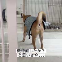 ケージへまっしぐら