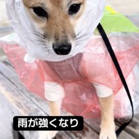 何かを…悟ってる？