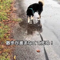 水たまりに興味津々のくろまめ君7