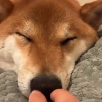 両方の鼻の穴を塞がれる柴犬