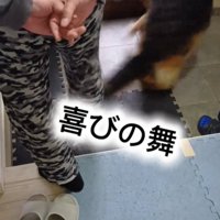 回る犬2