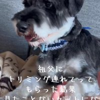 おじいちゃんに送迎をお願いしたら…