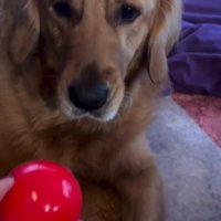 ボールが欲しい…