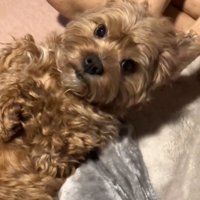 カメラ目線の犬1