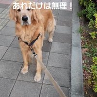 犬が立ち止まって張りつめるリード