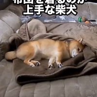 毛布に包まるころ君