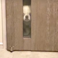 透明ガラスから覗く犬