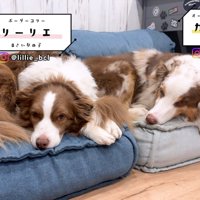 リーリエちゃん＆ガルチェロくん