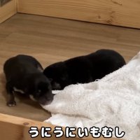 寄り添う赤ちゃん犬