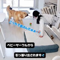 子育て中の家族とこてつ君の日常2